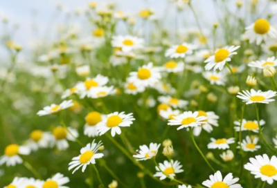 ​麦兜说的经典语录 麦兜经典语录我有一个愿望