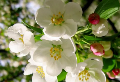 ​爱情一心一意的说说(精选95句)