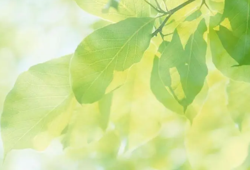 1708548925498532.png image.png