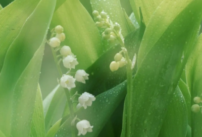 ​最浪漫的说早安方式 暖心幽默的早安问候语