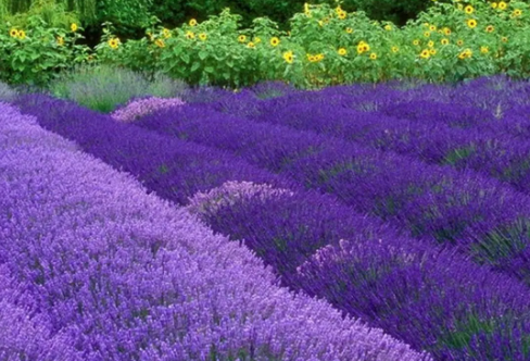 1708585876560524.png image.png