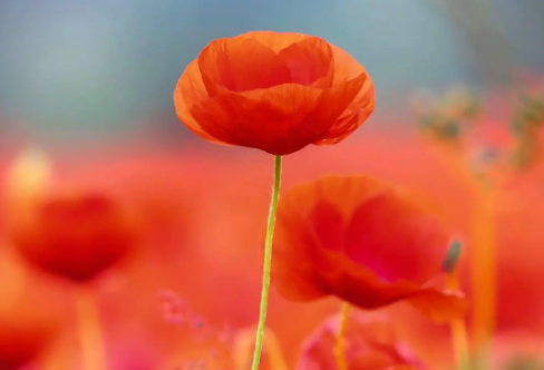 1708586209915352.png image.png