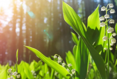 ​讽刺背后说坏话的人的说说 讽刺背后说闲话的短句