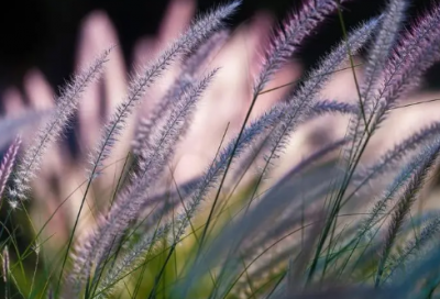 ​世说新语读后感(精选4篇)