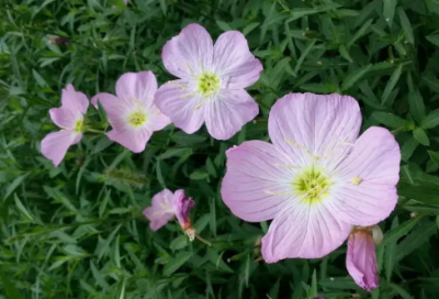 ​新年对爱人的祝福语 新年对爱人说的祝福语