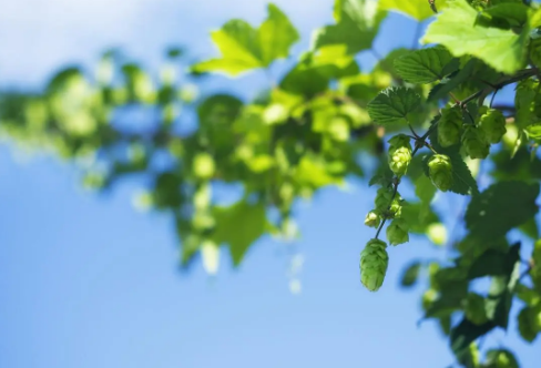 1708618536918421.png image.png