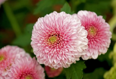 ​开心说说心情短语 生日不开心的说说心情短语