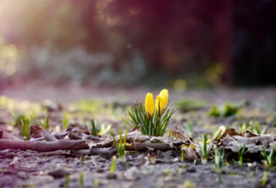 ​形容雪的诗句99句，带你感受冬日的雪