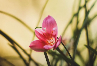 ​桃花源记（原文译文及赏析）