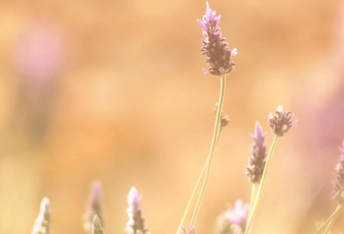 1710062344152742.png image.png