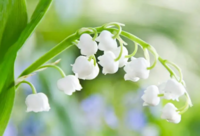 ​高三家长会班主任发言稿精选