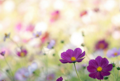 ​职业发展规划（年轻人的职业发展战略规划）