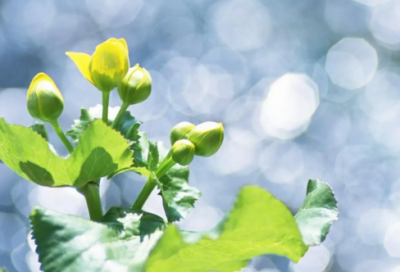 ​偷影子的人读后感（有一种善意，叫不打扰）