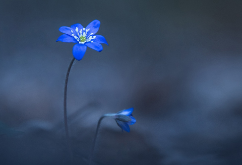 1710067934115077.png image.png