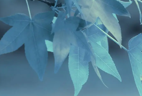 1710069118184892.png image.png