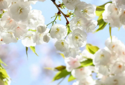 ​哈利波特读后感精选4篇