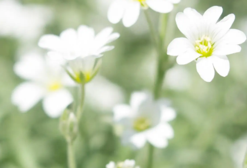 1710070981329791.png image.png