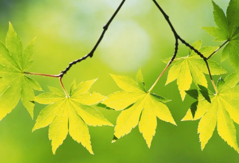 1710072336670598.png image.png