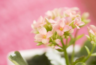 ​彩色的翅膀读后感（一部超现实意义的作品）