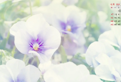 ​白山黑水铸英魂纪录片观后感（讲述东北抗联故事）