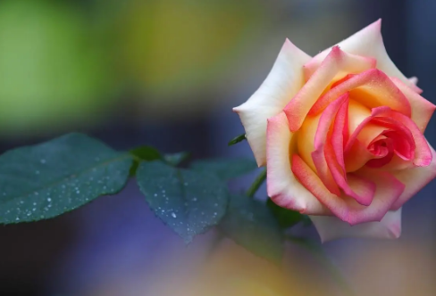 1710089952215234.png image.png