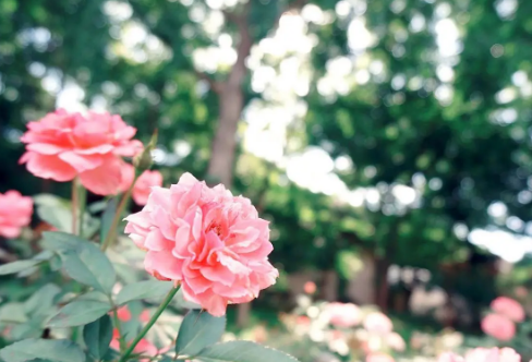 1710090461302543.png image.png