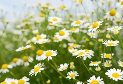 ​亲爱的安德烈读后感（能读懂时已非少年）