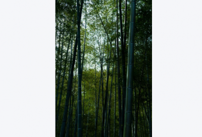 ​难以置信造句 难以置信造句子(精选27句)