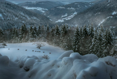 ​用许多造句一年级 许多造句一年级一句话(精选22句)