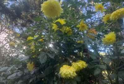 ​审视造句二年级简单 审视造句一年级简单的